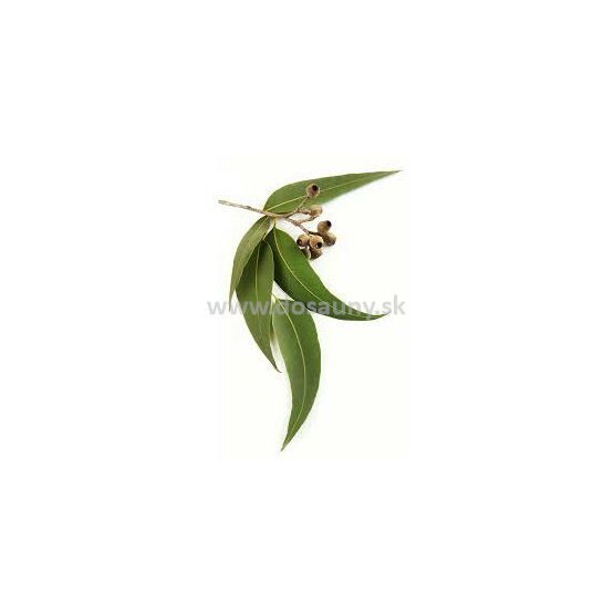 356404 - RBM - Eukalyptus.jpg