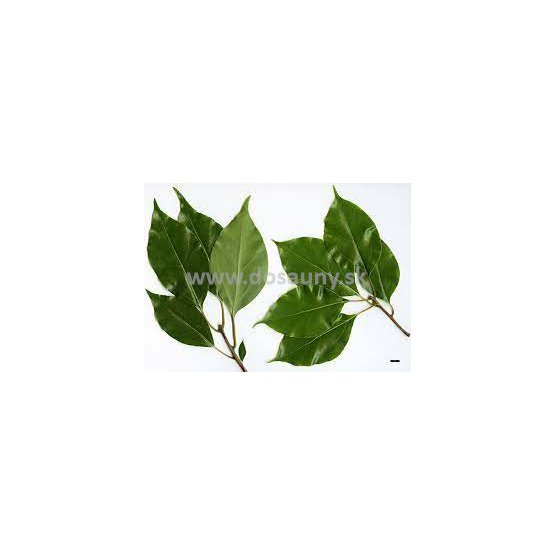 356408 - RBM - Cinnamomum Camphora.jpg