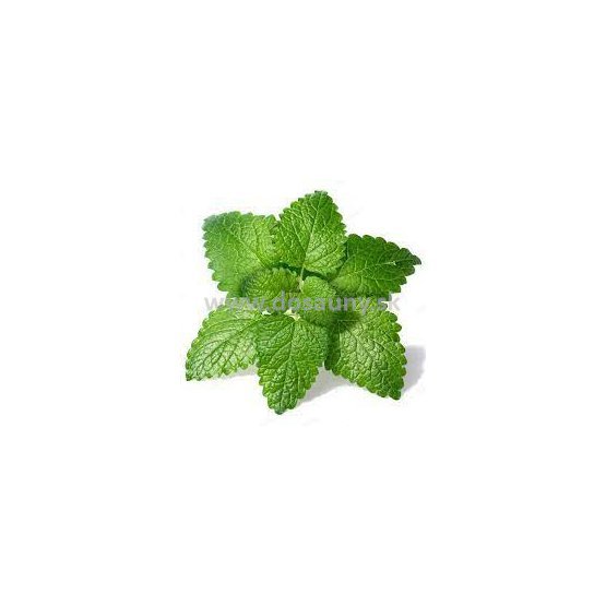 356412 - RBM - Melissa Officinalis.jpg